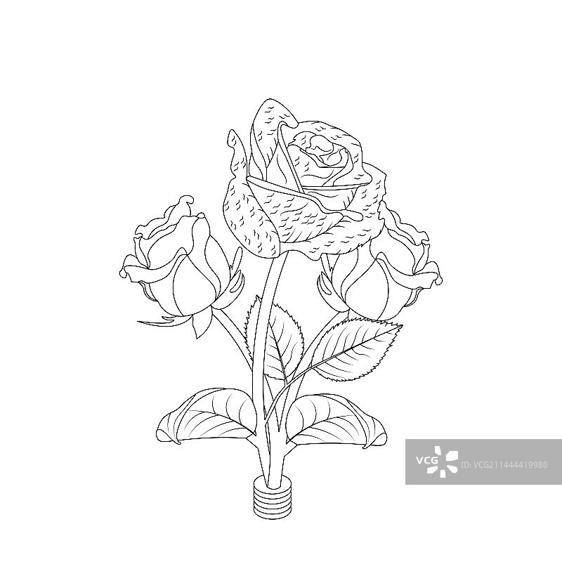 手绘玫瑰花填色页图片素材