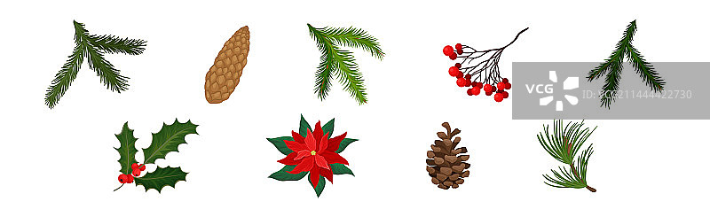 冬季植物：冷杉球果枝和冬青浆果图片素材