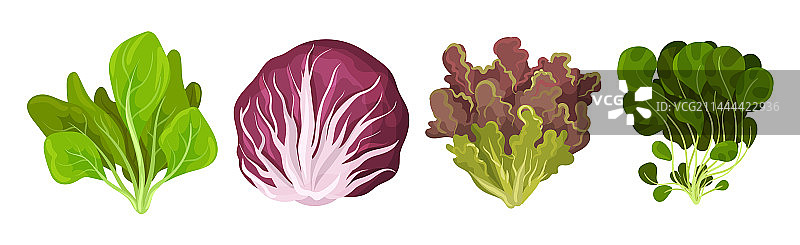 用于烹饪的新鲜绿色沙拉叶图片素材