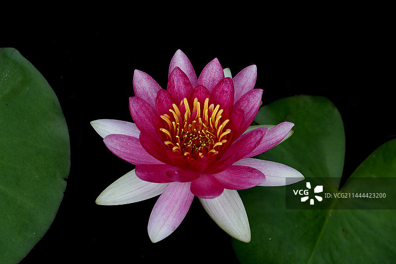 红色睡莲图片素材