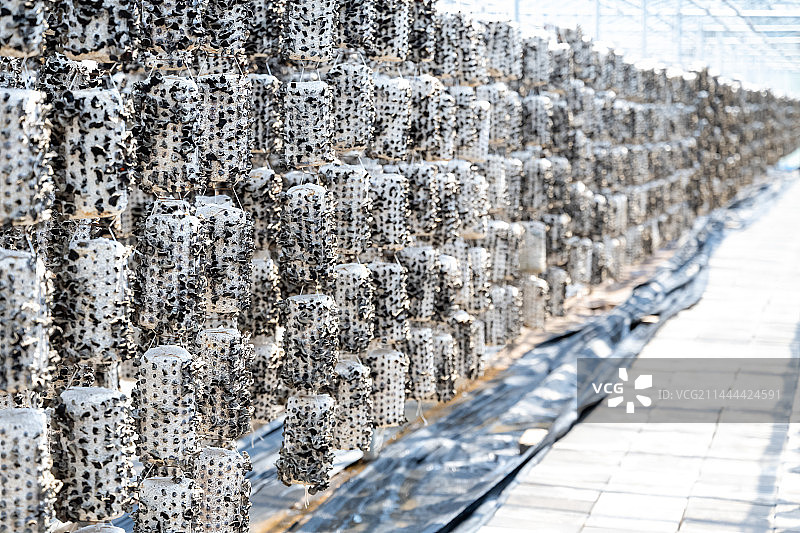 泾源县卡子村经济产业木耳种植图片素材