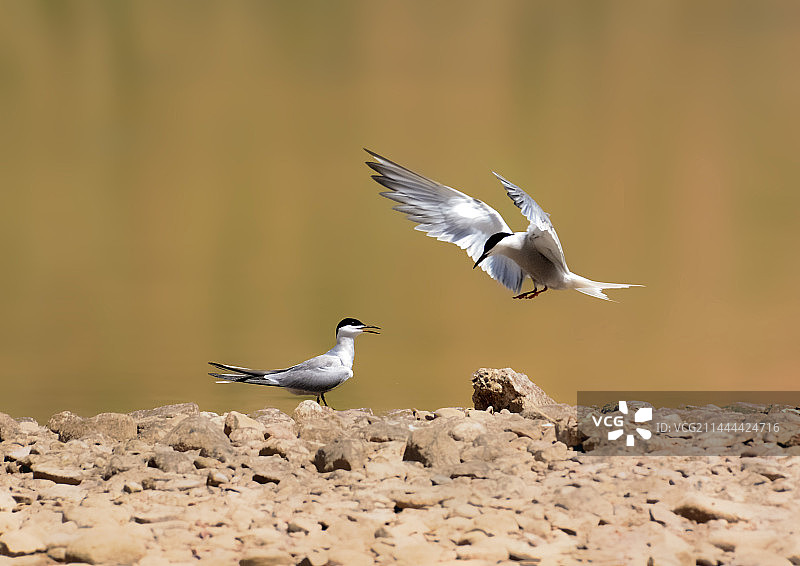 燕鸥在沙石上的特写镜头图片素材