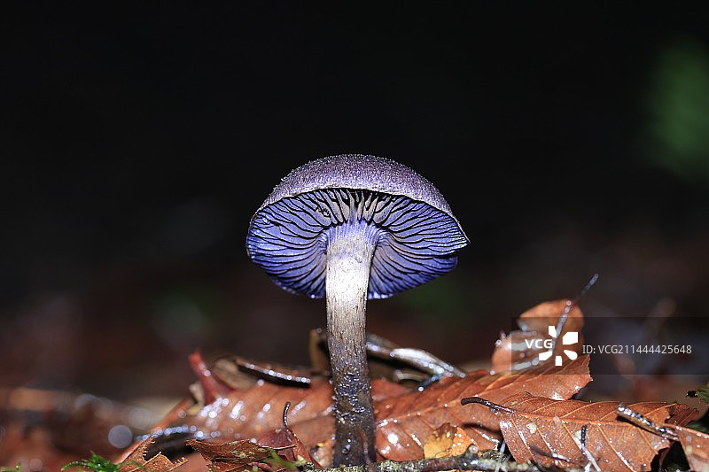 大型真菌 自然之美图片素材