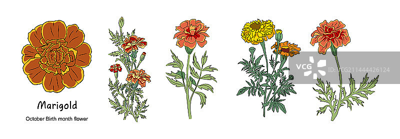 十月生辰花万寿菊艺术图片素材