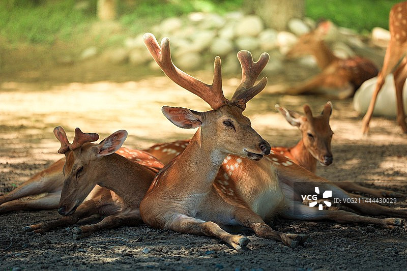 梅花鹿图片素材
