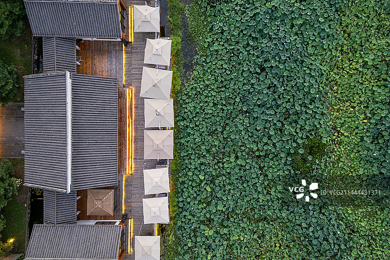 荷花池图片素材