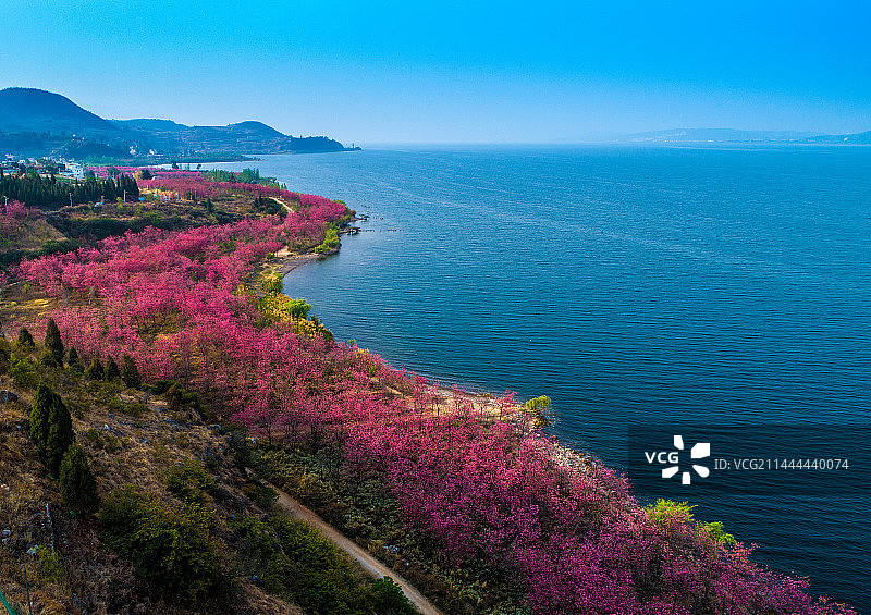 云南省澄江市抚仙湖樱花盛开图片素材