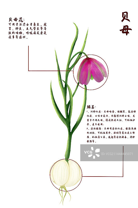 中医中药材贝母图片素材