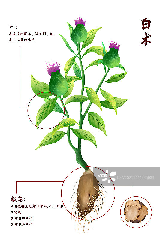 中医中药材白术图片素材