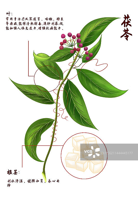 中医中药材茯苓图片素材