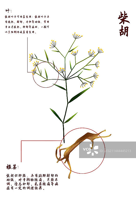 中医中药材柴胡图片素材
