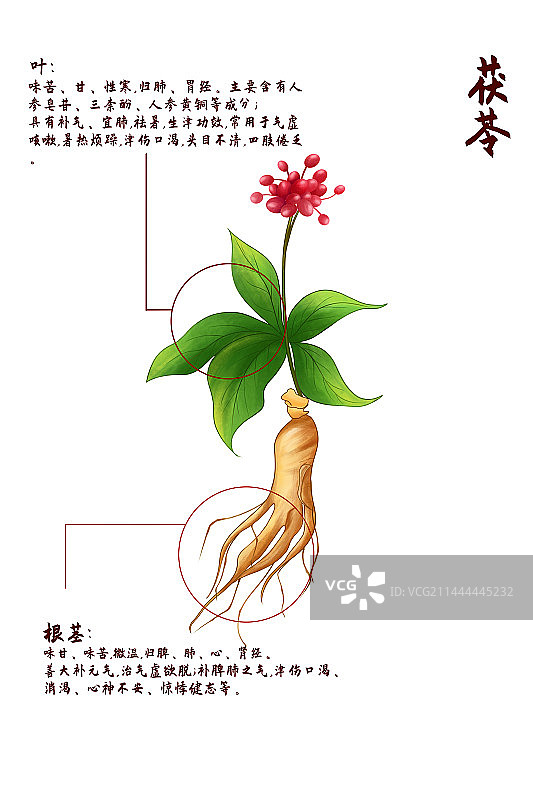 中医中药材人参图片素材