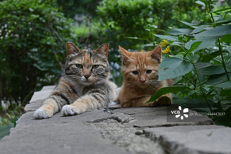 猫猫母子图片素材