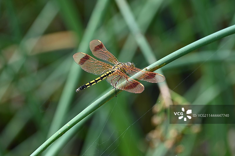 蜻蜓图片素材