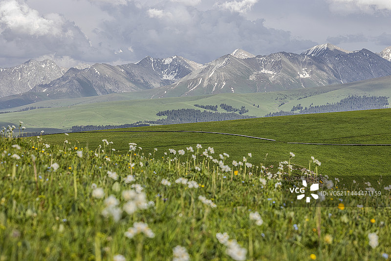 喀拉峻的花海图片素材