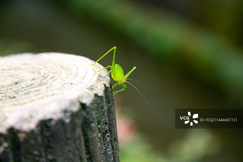 螽斯虫子特写图片素材