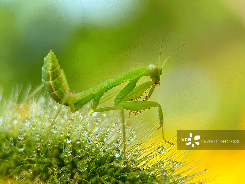 沐浴晨路的小螳螂图片素材