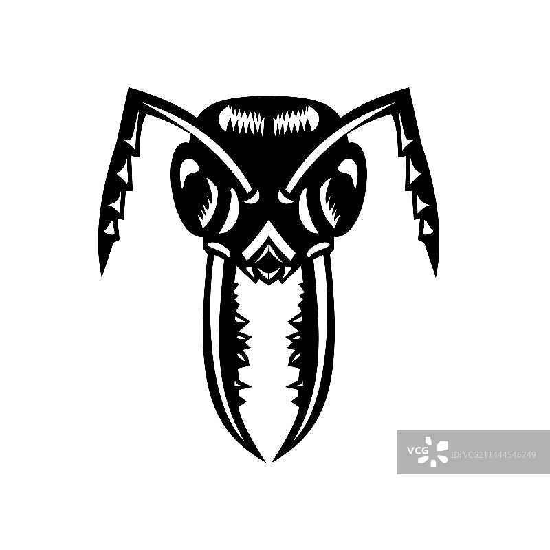 跳跃的杰克跳蚁图片素材