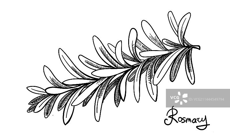 手绘迷迭香枝，芳香四溢图片素材