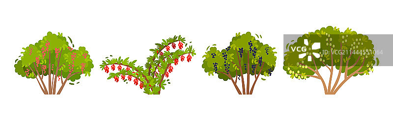 带有绿色树冠和树干的水果浆果灌木图片素材