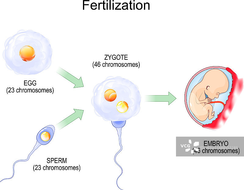 卵子和精子的结合图片素材