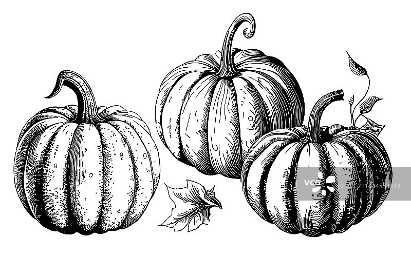 手绘南瓜素描蔬菜合集图片素材