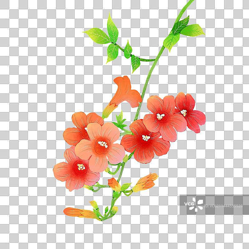 凌宵花图片素材