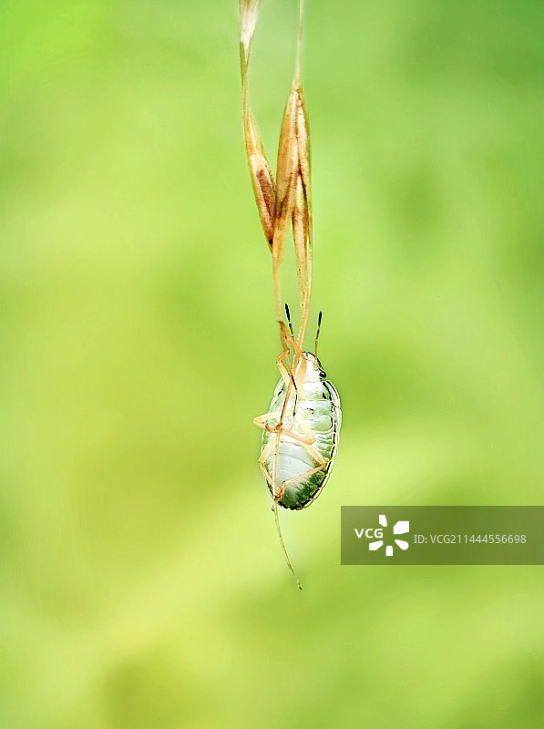 荡秋千（蝽）图片素材