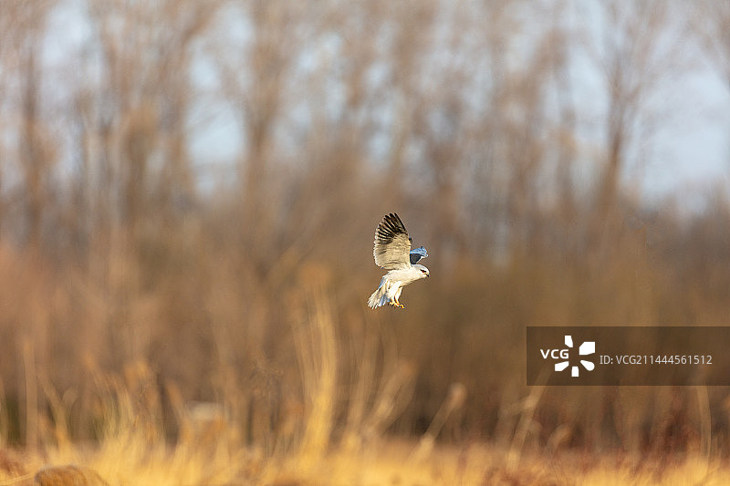 飞翔捕食的黑翅鸢图片素材