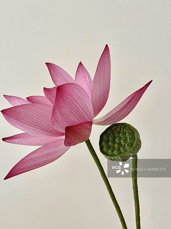 莲花开图片素材