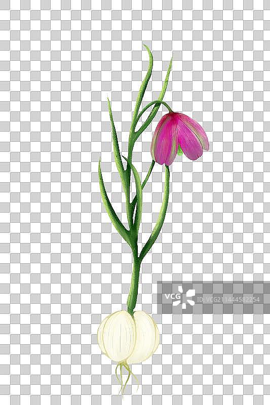 中医中药材贝母图片素材