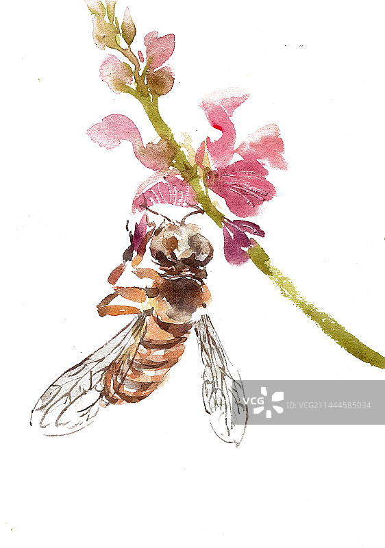 采蜜的蜜蜂图片素材