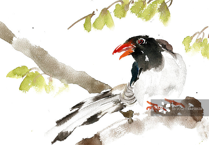 枝头的小鸟图片素材