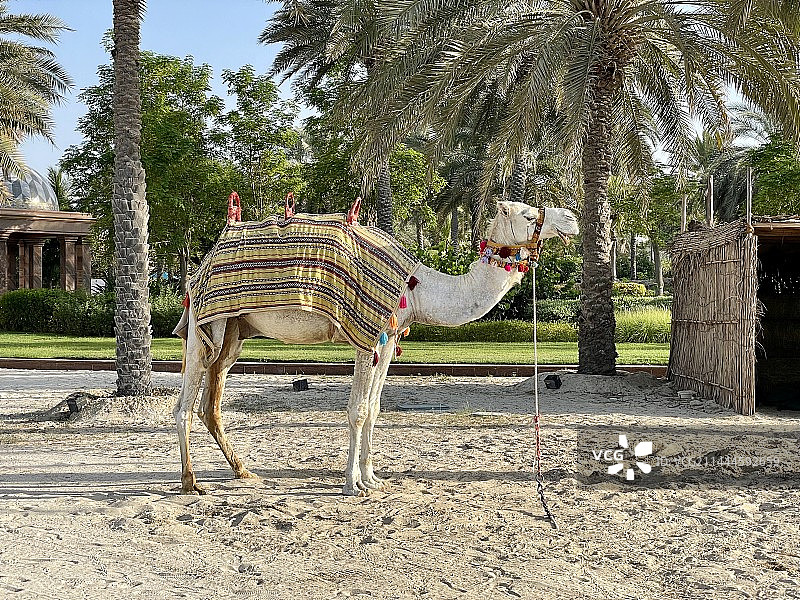 阿联酋阿布扎比中东骆驼单峰骆驼图片素材