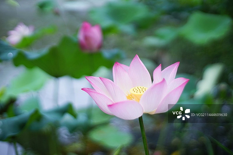 湖中粉红色睡莲的特写镜头图片素材