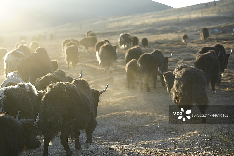 草原上的羊群图片素材