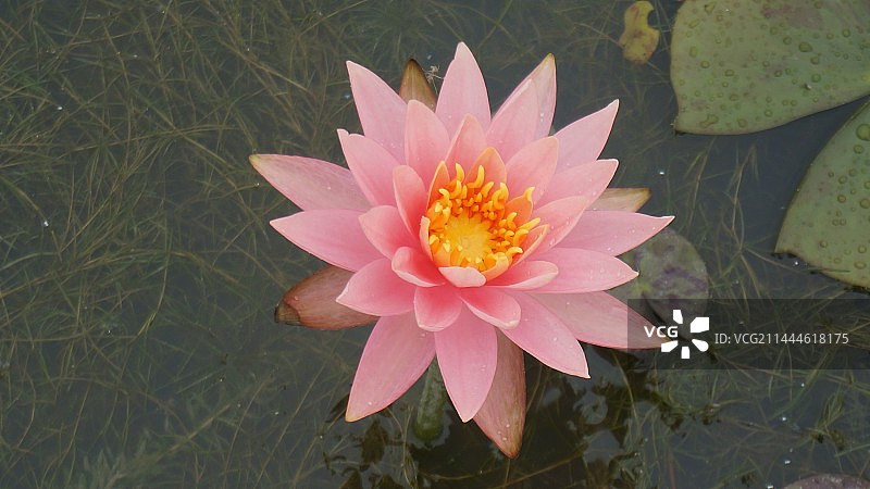 白洋淀的荷花图片素材