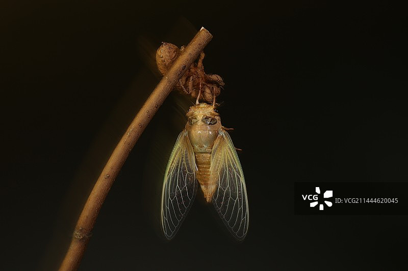 蝉的羽化过程图片素材
