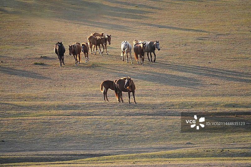 草原牧归图片素材