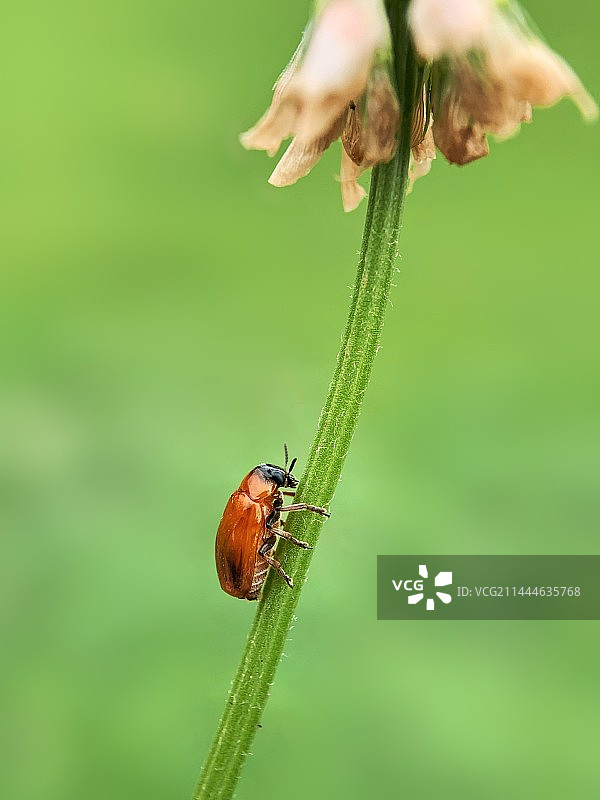努力攀爬的叶甲图片素材