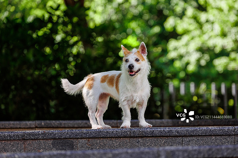 草地总是面带笑容的小狗图片素材