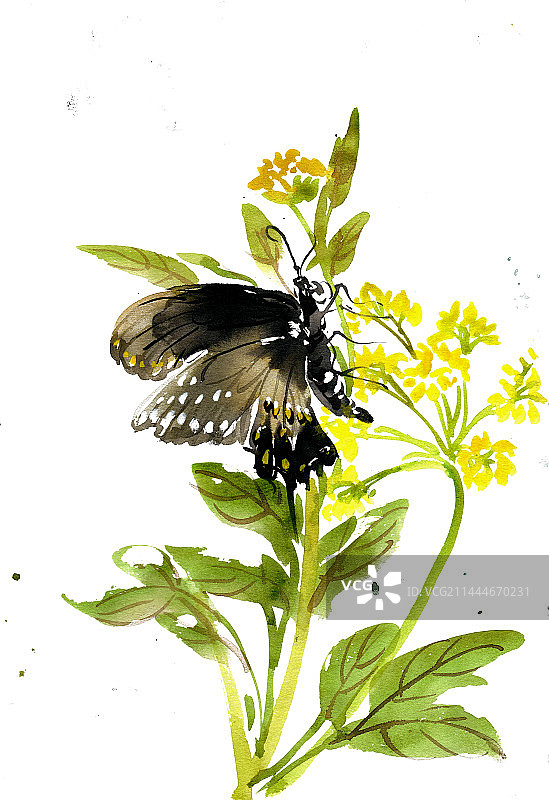 油菜花与蝴蝶图片素材