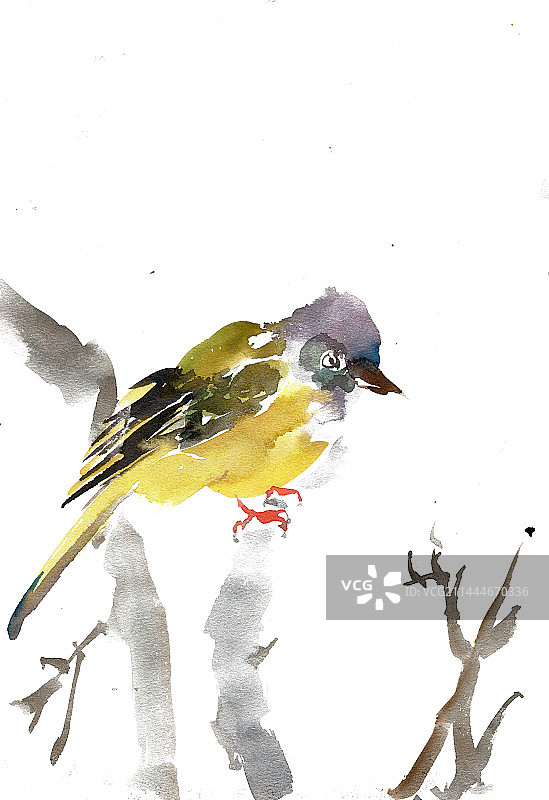 枝头的小鸟图片素材