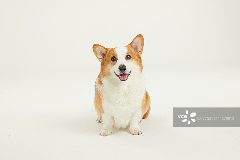 威尔士柯基犬 Welsh corgi图片素材