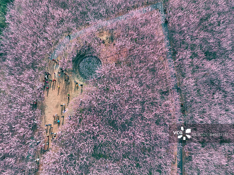 十里梅林图片素材