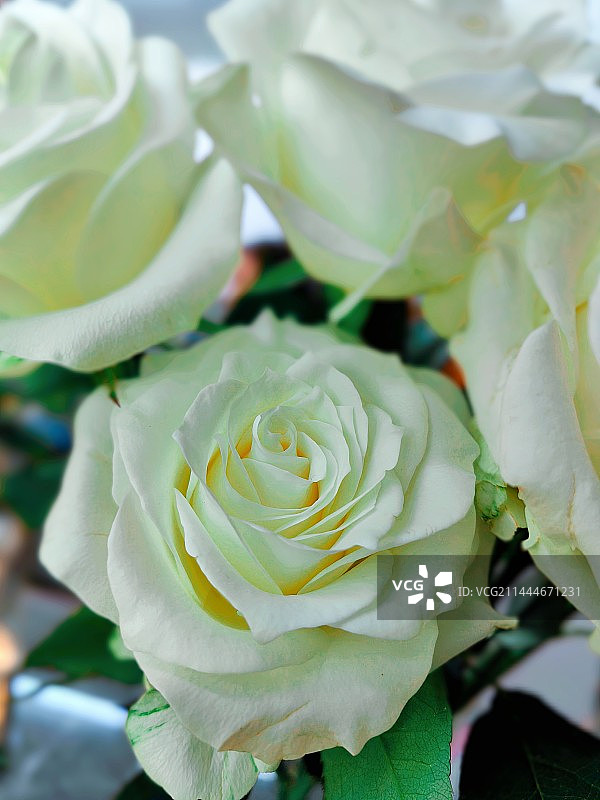 白玫瑰图片素材