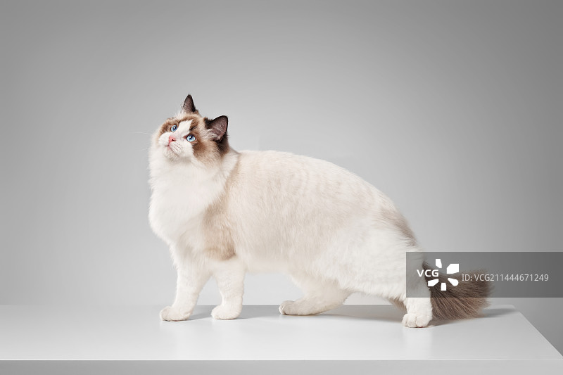 布偶猫  Ragdoll图片素材