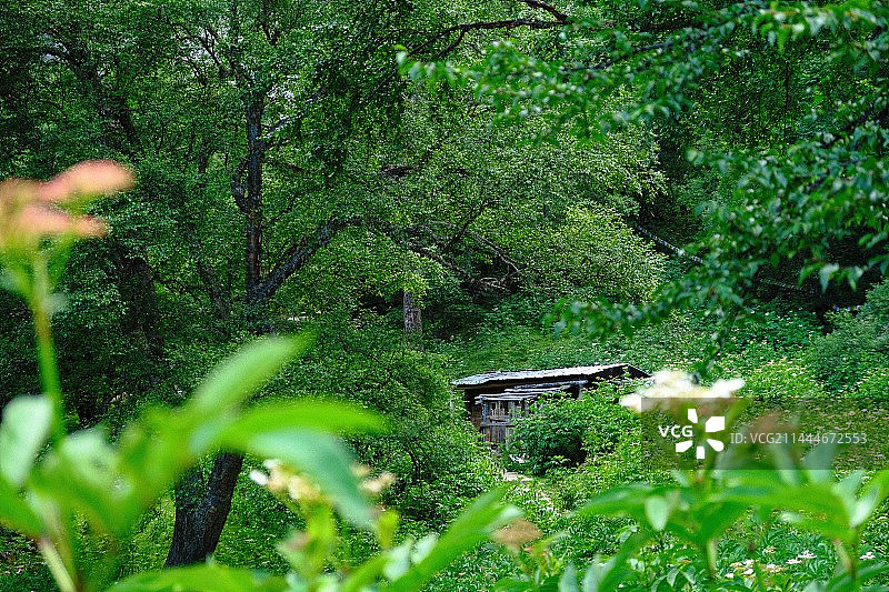 原始森林·雨崩图片素材