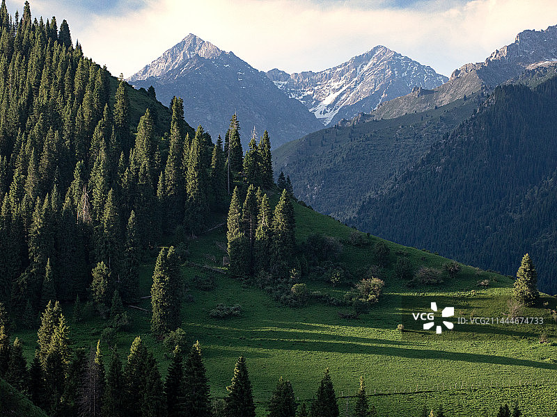 夏天新疆伊犁草原森林的大自然风景图片素材