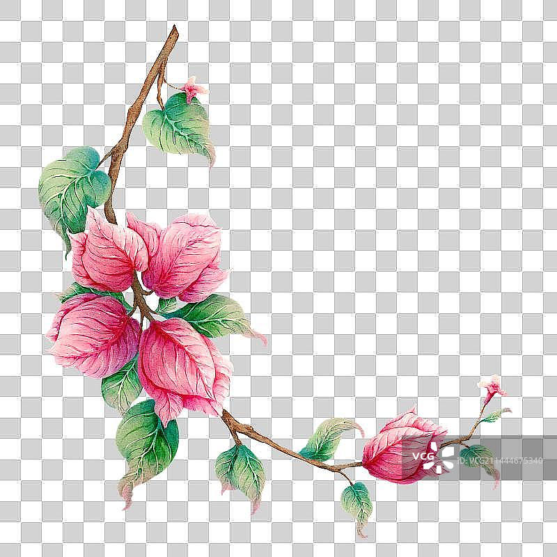 三角梅图片素材